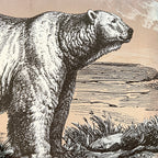 Coussin Bestiaire Plume | Le Monde Sauvage