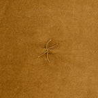 Édredon Harry Madagascar